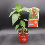 GRAFTED CHILI PEPPER PLANT F1 MEDINA - 10CM POT