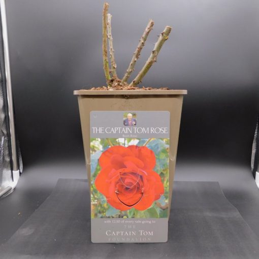 THE CAPTAIN TOM BUSH ROSE - 5.5L POT - Image 2