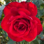 THE CAPTAIN TOM BUSH ROSE - 5.5L POT