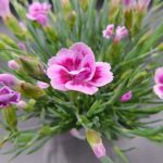 DIANTHUS PINK KISSES - 10.5CM POT