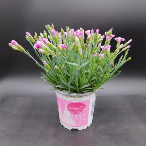 DIANTHUS PINK KISSES - 10.5CM POT - Image 2