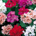 BEDDING GERANIUMS - 6 PACK