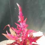 CELOSIA DRAGONS BREATH - 1L