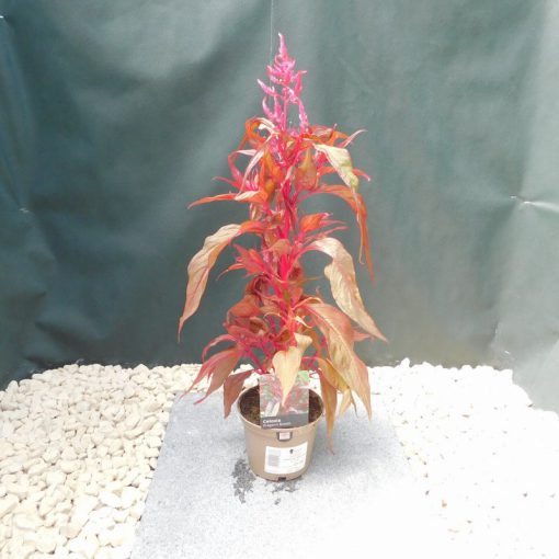 CELOSIA DRAGONS BREATH - 1L - Image 2