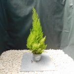 CUPRESSUS MACR GOLDCREST WILMA - 14CM POT