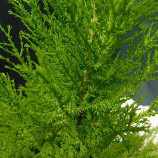 CUPRESSUS MACR GOLDCREST WILMA - 14CM POT - Image 2