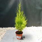 CUPRESSOCYPARIS GOLDCREST WILMA - 9CM POT