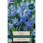 Scilla Siberica