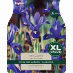 Iris Dwarf Harmony