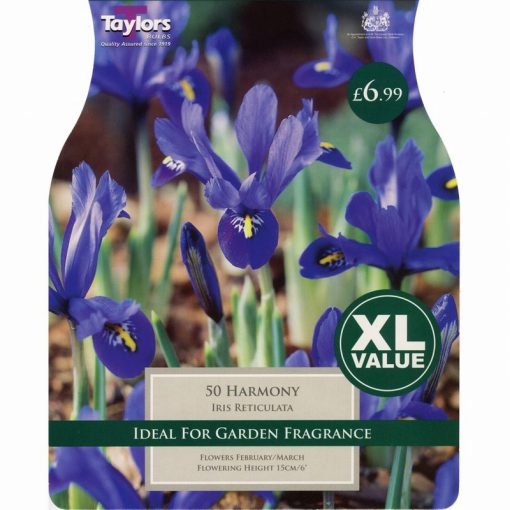 Iris Dwarf Harmony