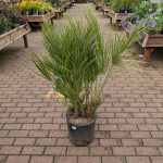 CHAMAEROPS HUMILIS