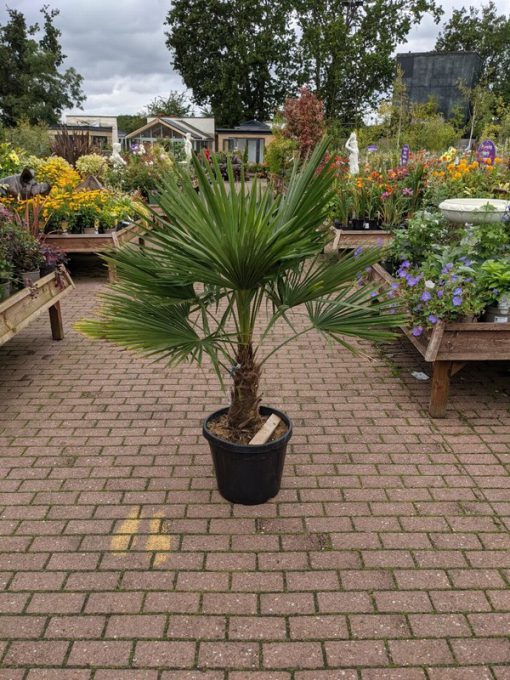 CHAMAEROPS (TRACHYCARPUS) FORTUNEI