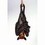 Hanging Bat