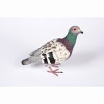 Pigeon