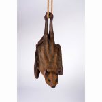 Hanging Bat (Head up)
