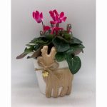 Small white pot with reindeer and bell Christmas arrangement