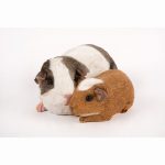 Guinea Pigs