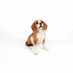 Beagle dog sitting