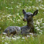 Baby Deer Sitting