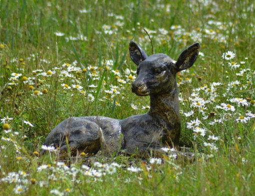 Baby Deer Sitting