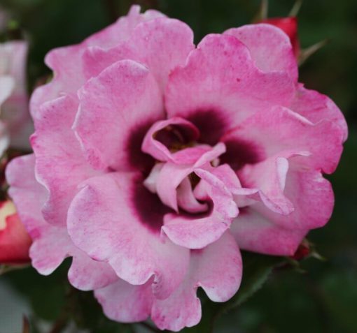 Angel Eyes Bush Rose