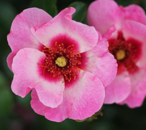 Bright as a Button Bush Rose