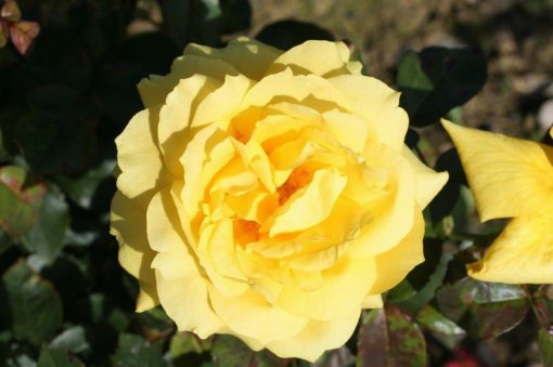 Chinatown Bush Rose