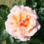 Compassion Climbing Rose