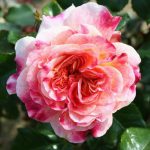 Designer Sunset Patio Bush Rose