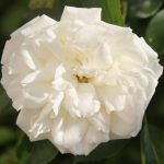 Diamond Dad Bush Rose