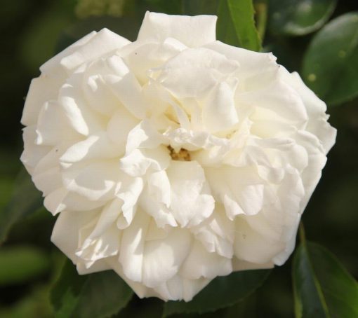 Diamond Dad Bush Rose