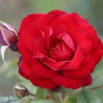 Dwarf Fairy Patio Bush Rose