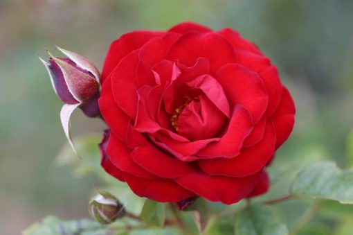 Dwarf Fairy Patio Bush Rose