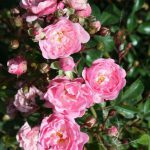 Fairy Rose Bush Rose