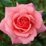 Festive Jewel Bush rose
