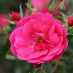 Flower Carpet Pink Climbing Rose