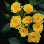 Flower Power Gold Patio Rose