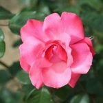 Galway Bay Climbing Rose