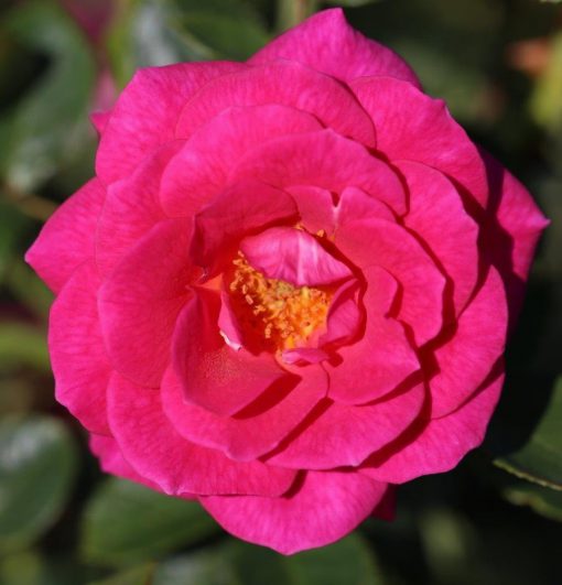 Gloriana Climbing Rose
