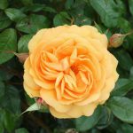 Golden Beauty Bush Rose