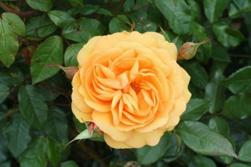 Golden Beauty Bush Rose