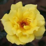 Golden Showers Climbing rose