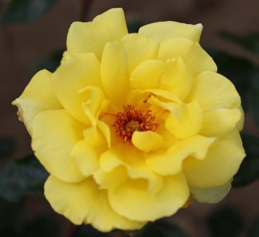 Golden Showers Climbing rose