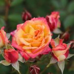 Little Sunset Patio Rose