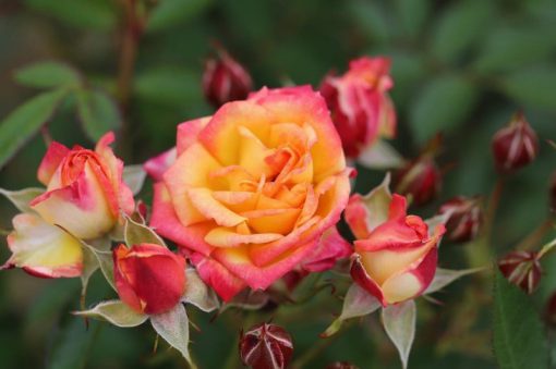 Little Sunset Patio Rose