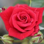 Love Knot Patio Climbing Rose