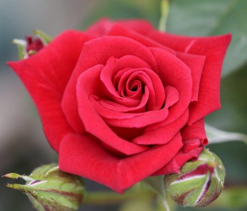 Love Knot Patio Climbing Rose
