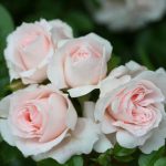 Lovely Bride Patio Rose