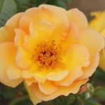 Maigold Climbing Rose