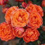 My Angel Patio Rose
